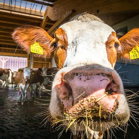 Bauernhofurlaub Sinnhubgut Altenmarkt im Pongau