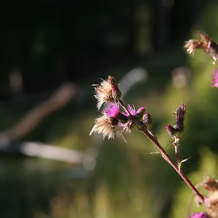 Bauernhofurlaub Sinnhubgut Altenmarkt im Pongau