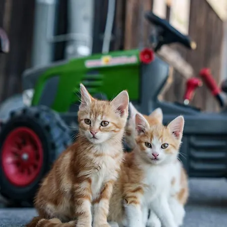 Bauernhofurlaub Sinnhubgut *