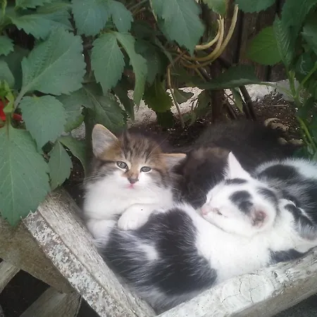 Κατάλυμα σε φάρμα Bauernhofurlaub Sinnhubgut