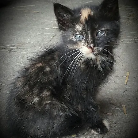 Bauernhofurlaub Sinnhubgut *